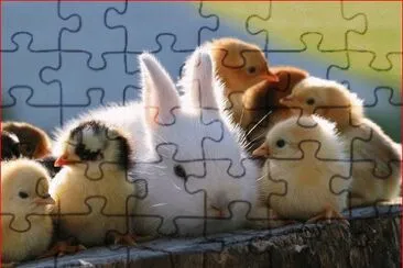 CONEJO CON POLLOS jigsaw puzzle