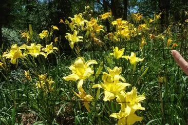 flores amarillas jigsaw puzzle