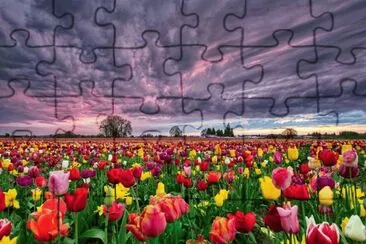campo florido jigsaw puzzle