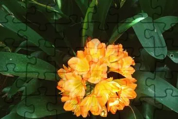 flor