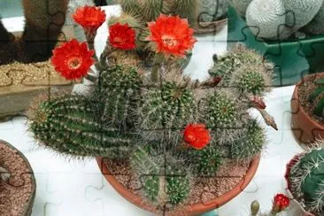 echinopsis ancistrophora