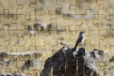 aves de los andes