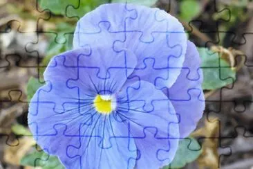 Pansy1 jigsaw puzzle