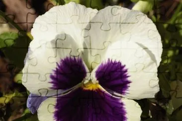 Pansy2 jigsaw puzzle