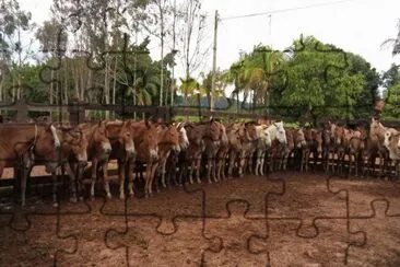 Tropa de Cavalos jigsaw puzzle