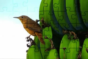 Garrincha no cacho de banana jigsaw puzzle