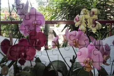 orquÃ­deas