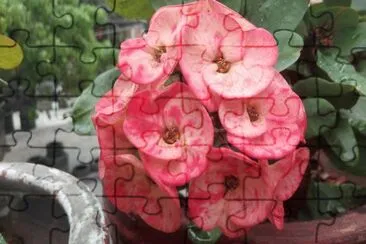 flores