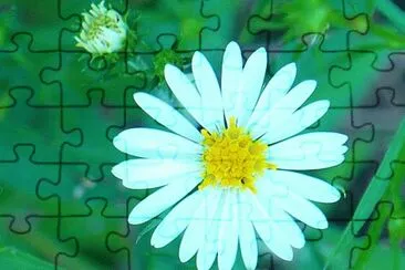 Little wildflower1 jigsaw puzzle