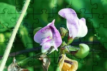 Wild bean blossoms1