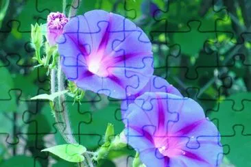 Morning glories3