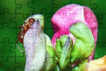 Wild bean blossoms with ant jigsaw puzzle