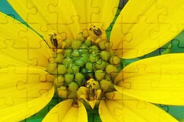 Summer flower1