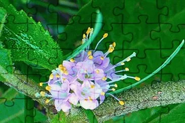 Beauty berry blossom1