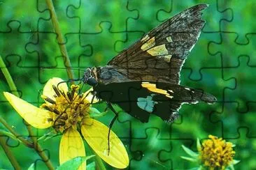 Butterfly1 jigsaw puzzle