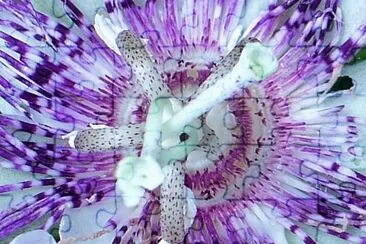 Passion flower close up1