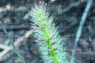 Grass seed head1