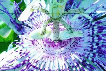 Passion flower close up2
