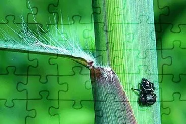 Black on green jigsaw puzzle