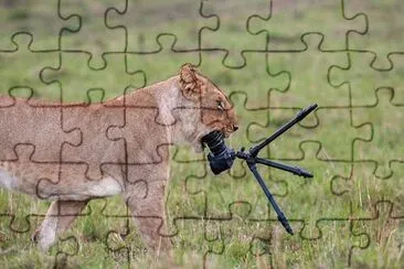 פאזל של æœ‰è¶£å‹•ç‰©