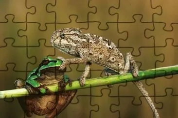 פאזל של æœ‰è¶£å‹•ç‰©