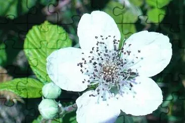 Wild berry blossom jigsaw puzzle