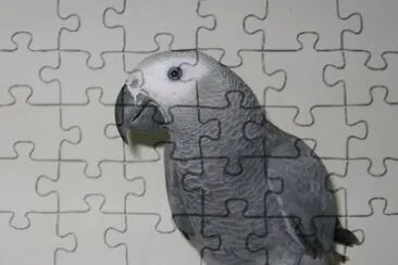 parrot