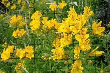 amancay jigsaw puzzle
