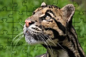 Cat_With_Black_Lines_ jigsaw puzzle