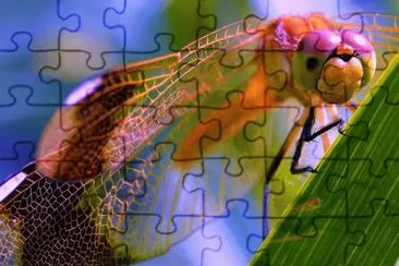 Dragonfly jigsaw puzzle