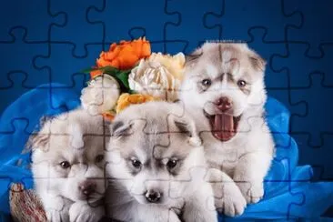 Husky-Puppies jigsaw puzzle