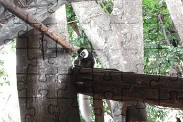 MONKEY
