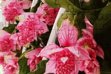 å¯¶è“®èŠ±