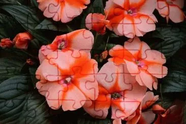 é³³ä»™èŠ± jigsaw puzzle