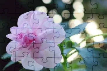 é³³ä»™èŠ± jigsaw puzzle