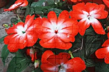 é³³ä»™èŠ± jigsaw puzzle