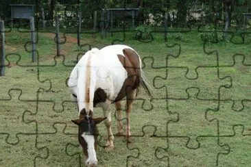 Cavalo Pastando