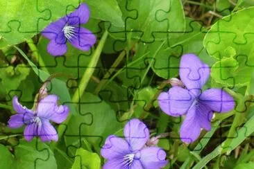 Wild violets