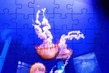 medusas
