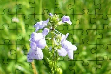 Small wildflower1 jigsaw puzzle
