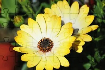 Margarites