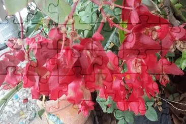 flores naranjas jigsaw puzzle