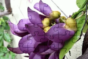 ç¦¾é›€èŠ± jigsaw puzzle