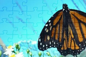 Butterfly4 (photo edited)