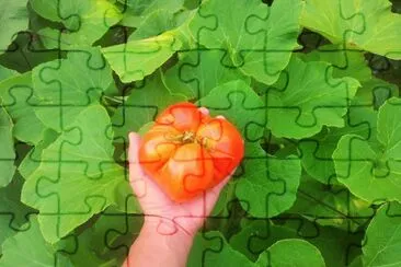 super tomate jigsaw puzzle
