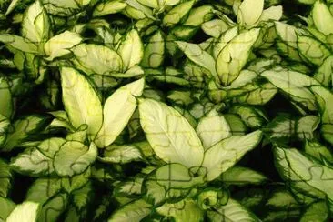 dieffenbachia camila