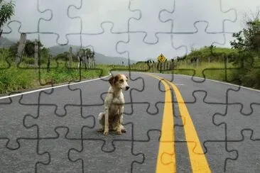 Cachorro perdido no Alfalto jigsaw puzzle