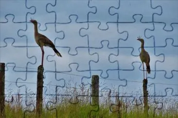 Siriemas na cerca jigsaw puzzle