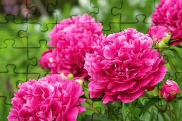 imagens jigsaw puzzle