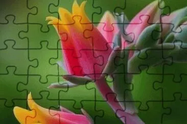 pretty  flower
